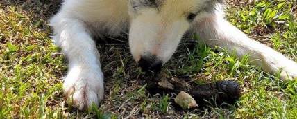 puppy eating poop