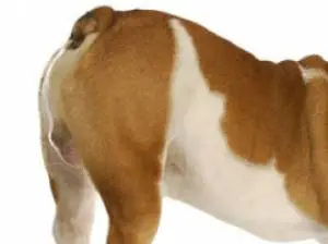 How Do I Stop a Dog Farting?