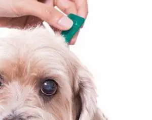 Flea Killer for Dogs - How to Prevent Fleas