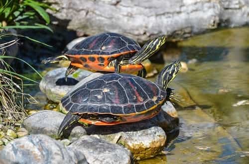 turtles