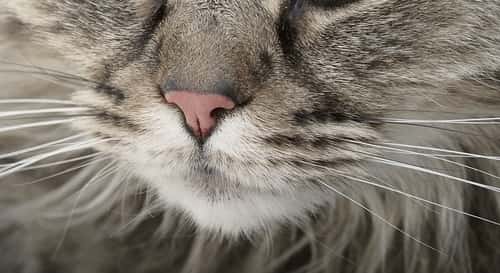 Normally, this means cats can go in heat for a period of six months between early spring and early autumn in the most part of the world.