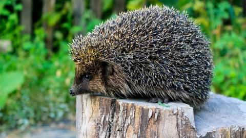 Hedgehogs can get mites from other infested hedgehogs