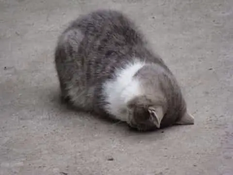 Cat and head pressing