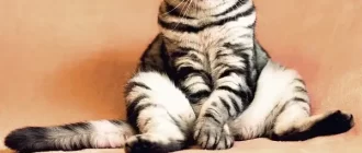 Cats Hate When You Touch Their Stomach