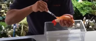 How to Treat Fish Bloat?