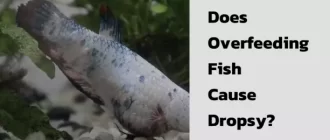 Does Overfeeding Fish Cause Dropsy?