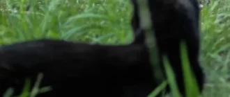 Amoxicillin Dosage for Cats